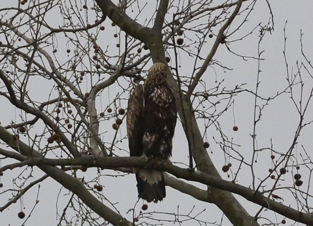 Rapace id.:  giovane Aquila reale